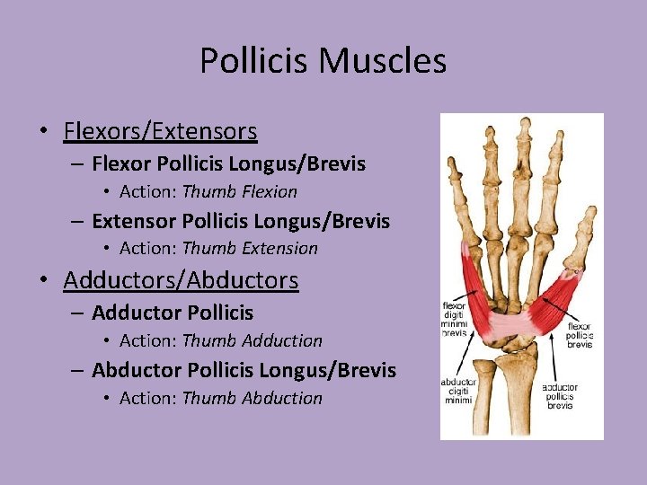 Pollicis Muscles • Flexors/Extensors – Flexor Pollicis Longus/Brevis • Action: Thumb Flexion – Extensor