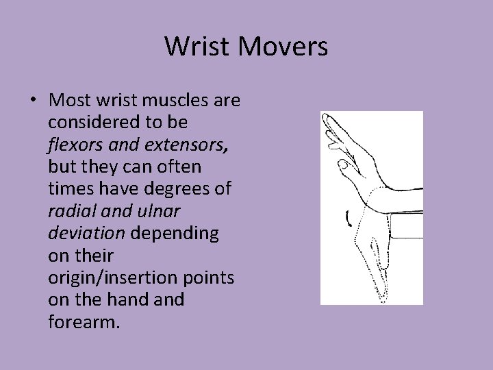 Wrist Movers • Most wrist muscles are considered to be flexors and extensors, but