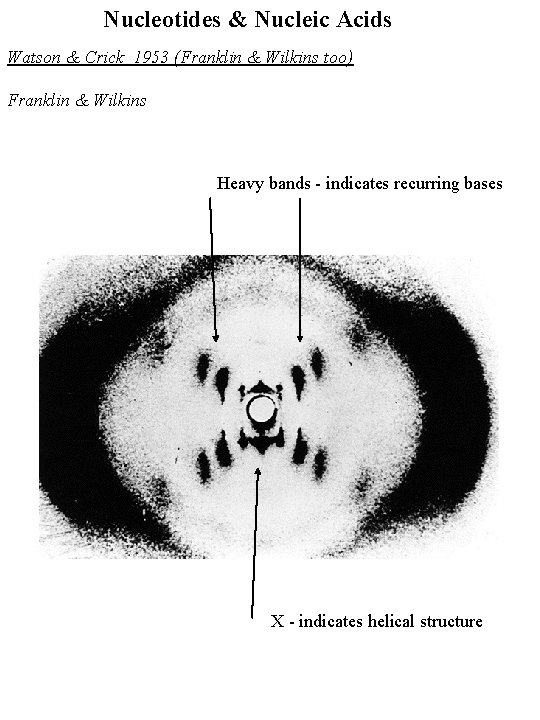 Nucleotides & Nucleic Acids Watson & Crick 1953 (Franklin & Wilkins too) Franklin &