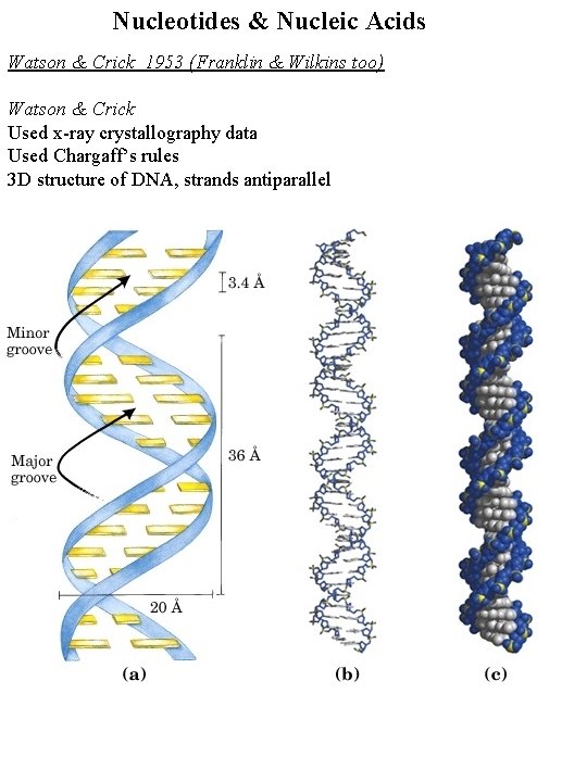 Nucleotides & Nucleic Acids Watson & Crick 1953 (Franklin & Wilkins too) Watson &