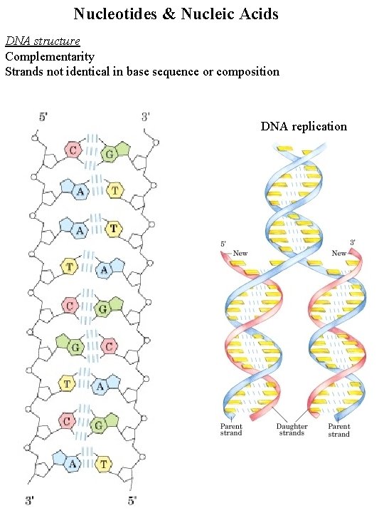 Nucleotides & Nucleic Acids DNA structure Complementarity Strands not identical in base sequence or