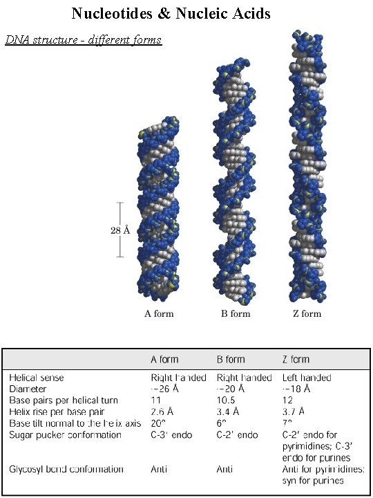 Nucleotides & Nucleic Acids DNA structure - different forms 