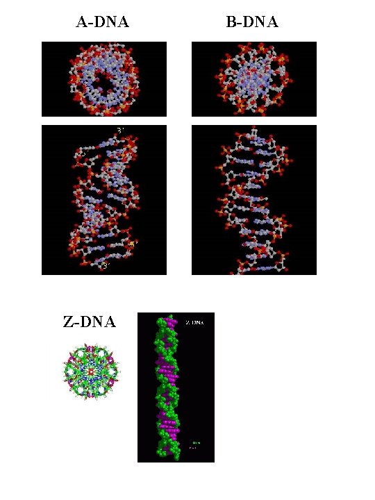 A-DNA Z-DNA B-DNA 