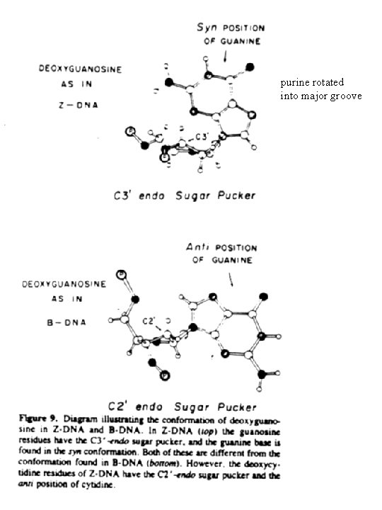 purine rotated into major groove 