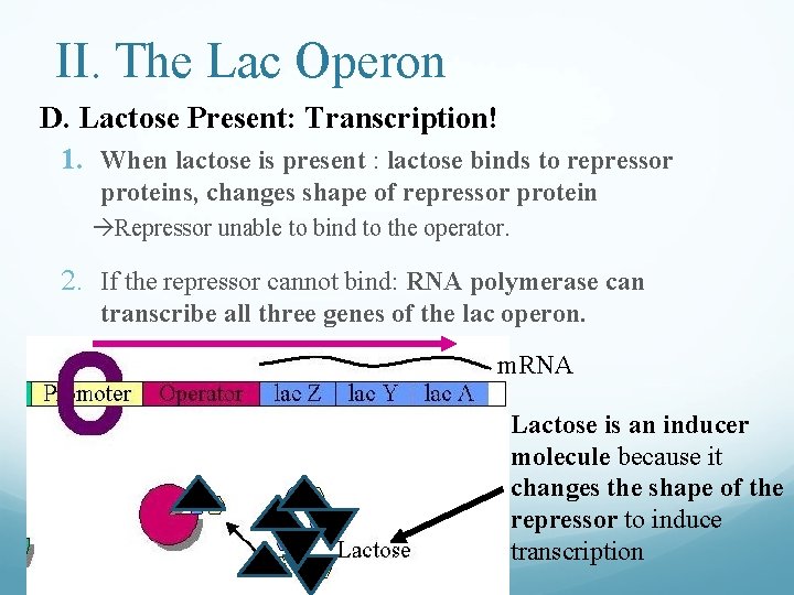 II. The Lac Operon D. Lactose Present: Transcription! 1. When lactose is present :