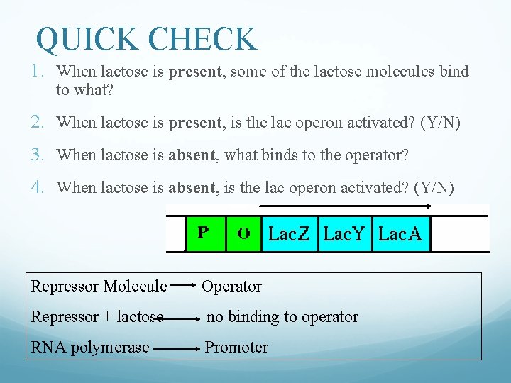QUICK CHECK 1. When lactose is present, some of the lactose molecules bind to