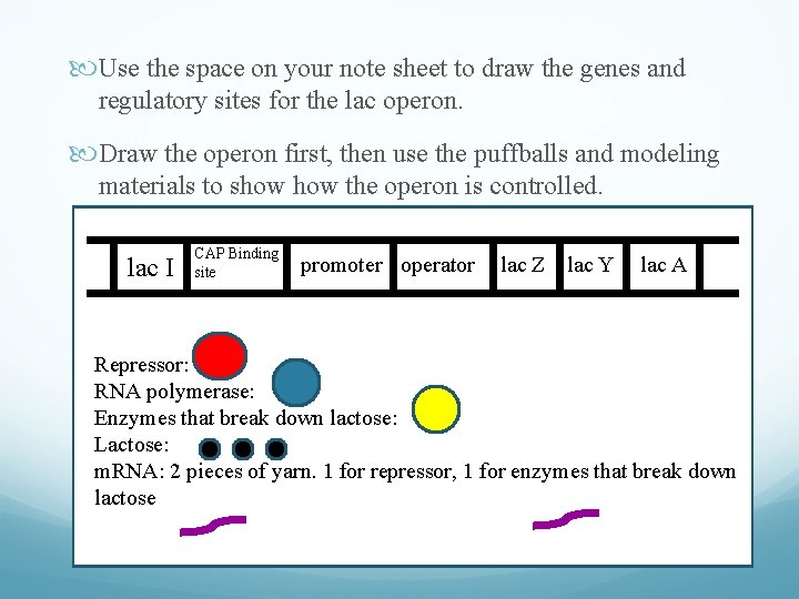  Use the space on your note sheet to draw the genes and regulatory