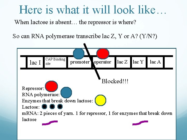 Here is what it will look like… When lactose is absent… the repressor is