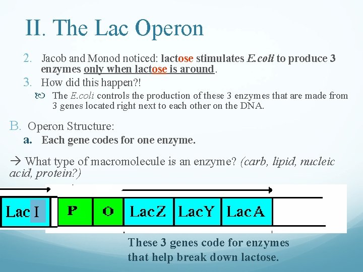 II. The Lac Operon 2. Jacob and Monod noticed: lactose stimulates E. coli to