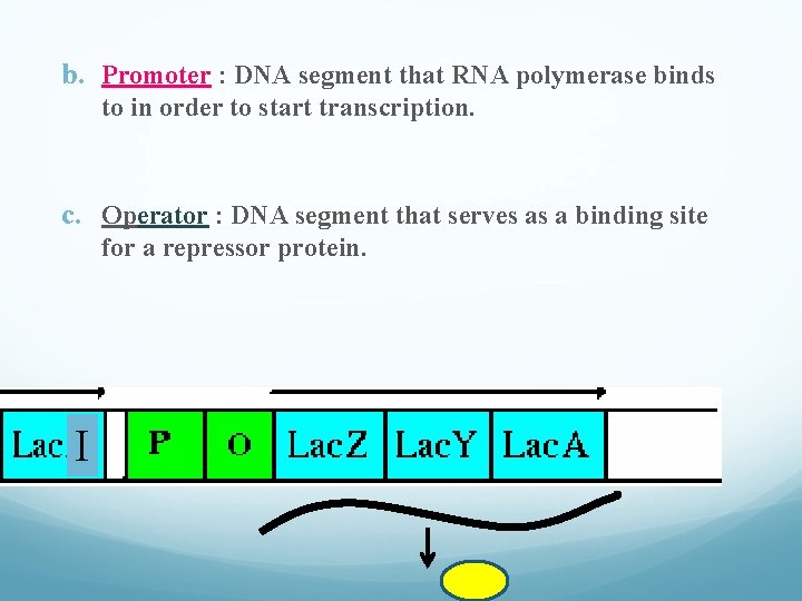 b. Promoter : DNA segment that RNA polymerase binds to in order to start