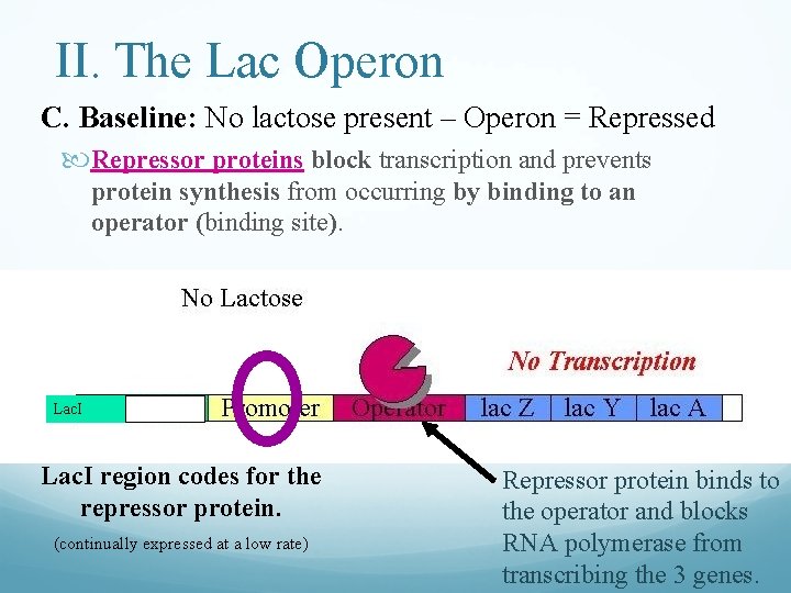 II. The Lac Operon C. Baseline: No lactose present – Operon = Repressed Repressor