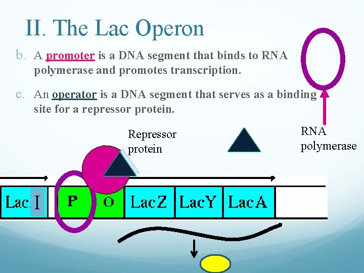 II. The Lac Operon b. A promoter is a DNA segment that binds to