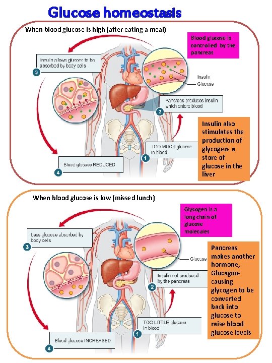 Glucose homeostasis When blood glucose is high (after eating a meal) Blood glucose is