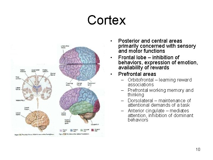 Cortex • • • Posterior and central areas primarily concerned with sensory and motor