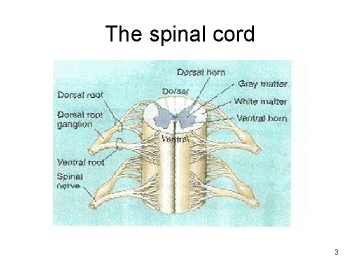 The spinal cord 3 
