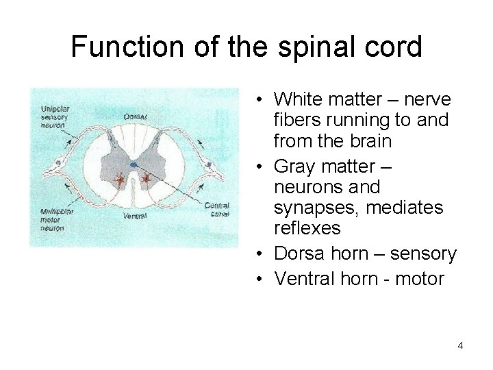 Function of the spinal cord • White matter – nerve fibers running to and