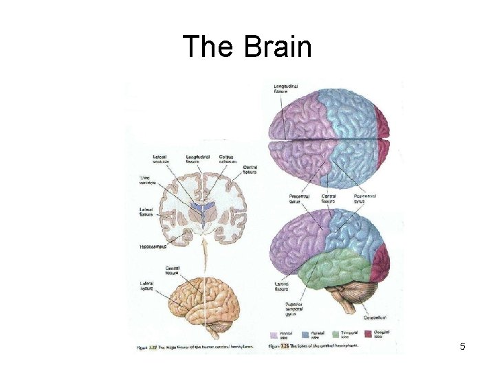 The Brain 5 