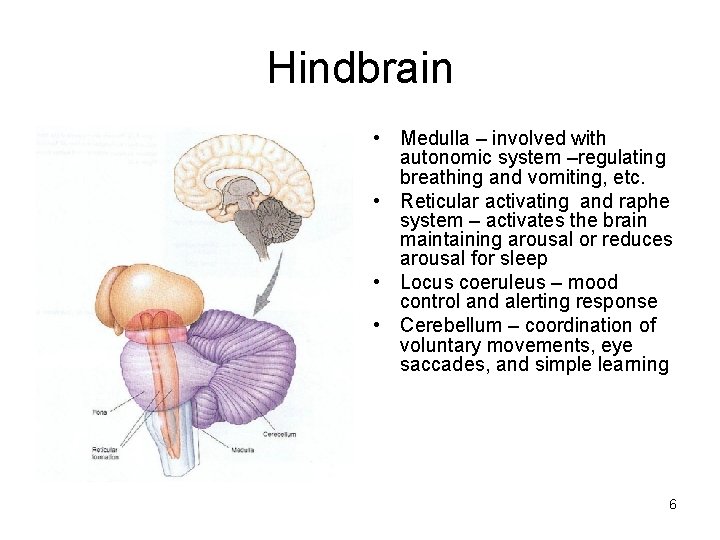 Hindbrain • Medulla – involved with autonomic system –regulating breathing and vomiting, etc. •
