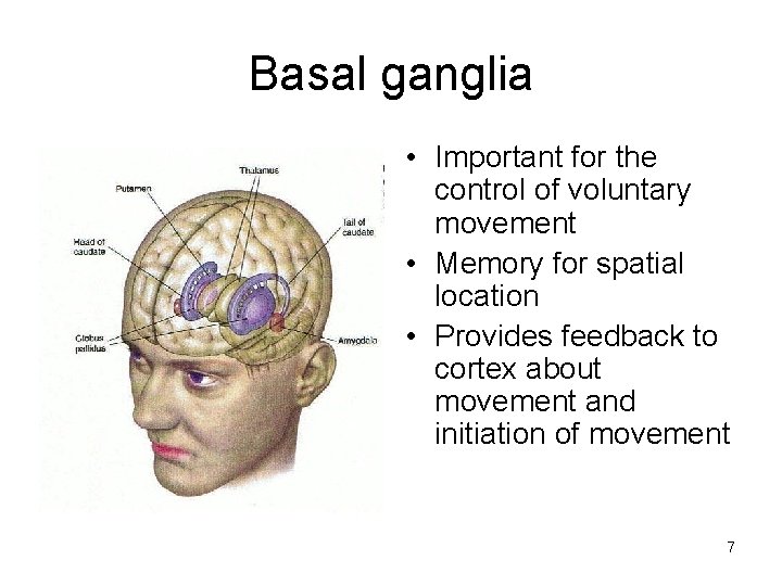 Basal ganglia • Important for the control of voluntary movement • Memory for spatial