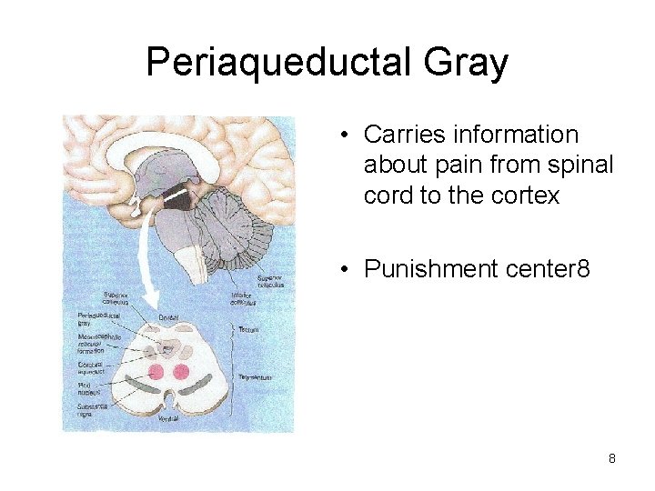 Periaqueductal Gray • Carries information about pain from spinal cord to the cortex •