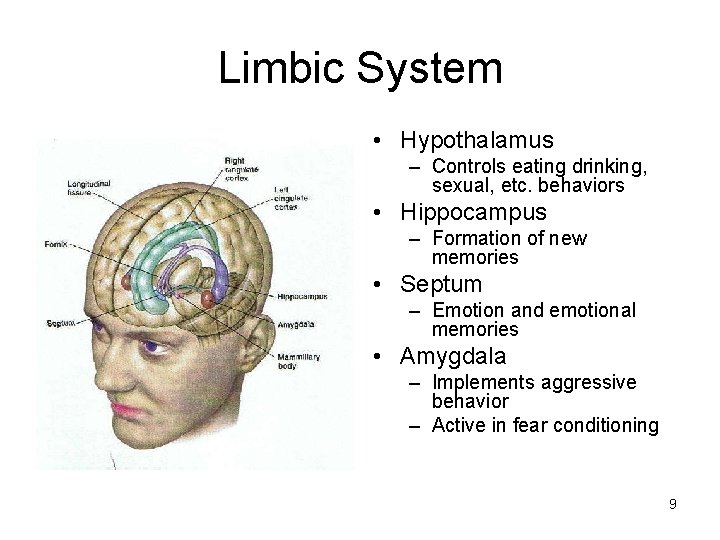 Limbic System • Hypothalamus – Controls eating drinking, sexual, etc. behaviors • Hippocampus –