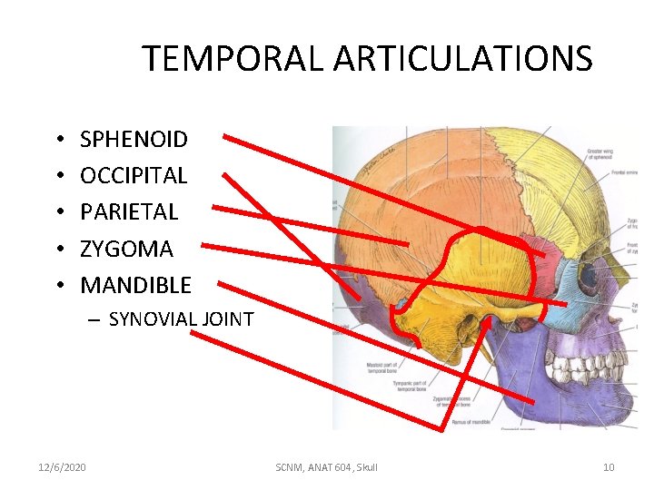 TEMPORAL ARTICULATIONS • • • SPHENOID OCCIPITAL PARIETAL ZYGOMA MANDIBLE – SYNOVIAL JOINT 12/6/2020