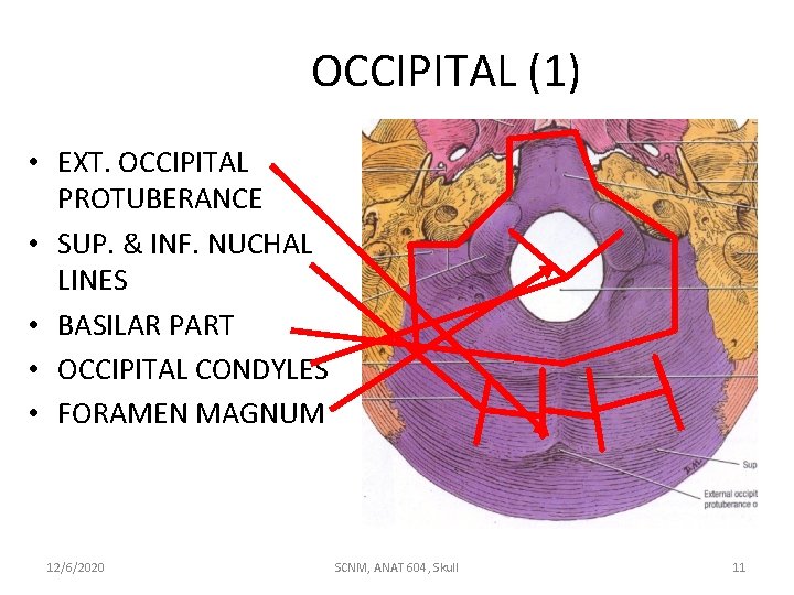 OCCIPITAL (1) • EXT. OCCIPITAL PROTUBERANCE • SUP. & INF. NUCHAL LINES • BASILAR