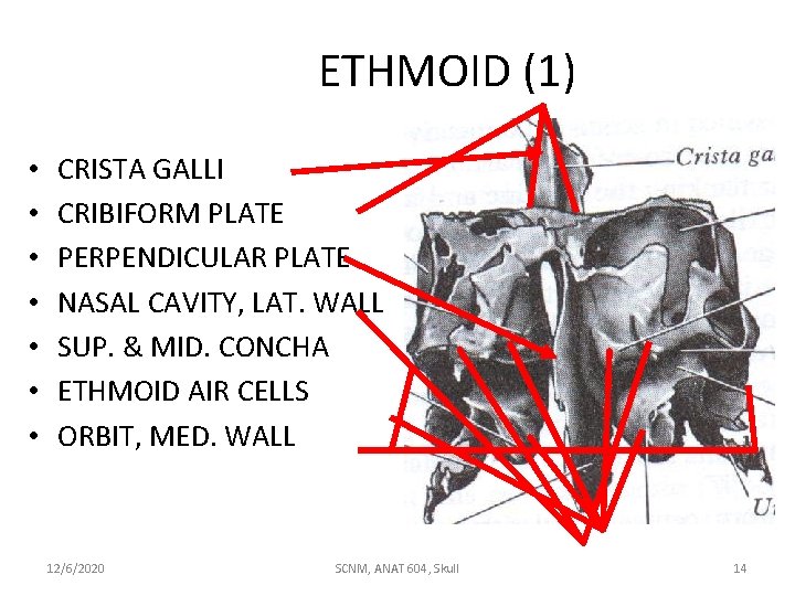 ETHMOID (1) • • CRISTA GALLI CRIBIFORM PLATE PERPENDICULAR PLATE NASAL CAVITY, LAT. WALL