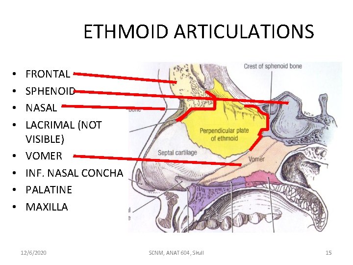 ETHMOID ARTICULATIONS • • FRONTAL SPHENOID NASAL LACRIMAL (NOT VISIBLE) VOMER INF. NASAL CONCHA