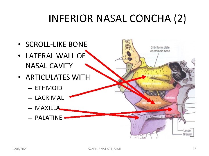 INFERIOR NASAL CONCHA (2) • SCROLL-LIKE BONE • LATERAL WALL OF NASAL CAVITY •