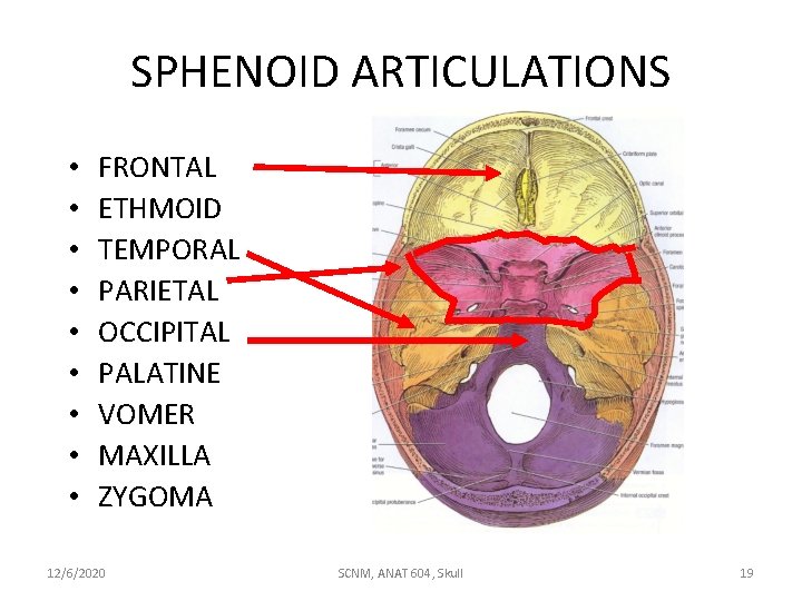 SPHENOID ARTICULATIONS • • • FRONTAL ETHMOID TEMPORAL PARIETAL OCCIPITAL PALATINE VOMER MAXILLA ZYGOMA