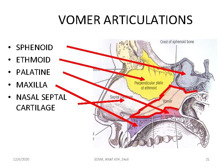 VOMER ARTICULATIONS • • • SPHENOID ETHMOID PALATINE MAXILLA NASAL SEPTAL CARTILAGE 12/6/2020 SCNM,