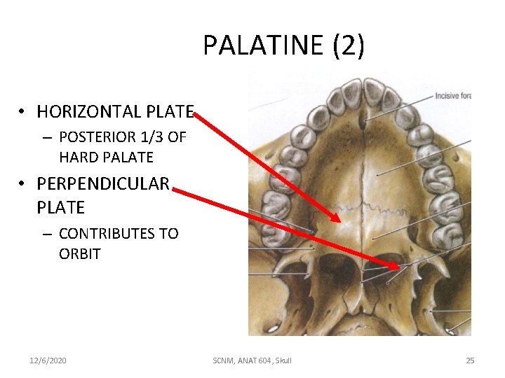 PALATINE (2) • HORIZONTAL PLATE – POSTERIOR 1/3 OF HARD PALATE • PERPENDICULAR PLATE