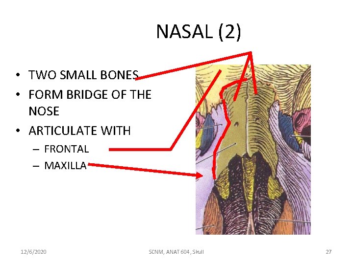 NASAL (2) • TWO SMALL BONES • FORM BRIDGE OF THE NOSE • ARTICULATE