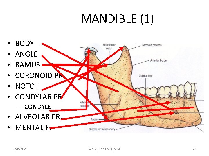 MANDIBLE (1) • • • BODY ANGLE RAMUS CORONOID PR. NOTCH CONDYLAR PR. –