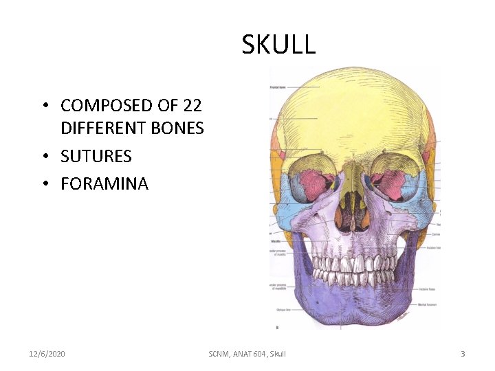 SKULL • COMPOSED OF 22 DIFFERENT BONES • SUTURES • FORAMINA 12/6/2020 SCNM, ANAT