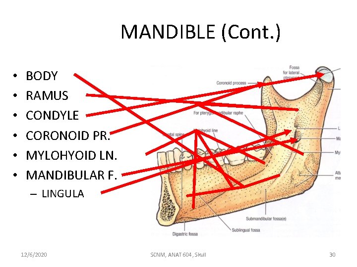 MANDIBLE (Cont. ) • • • BODY RAMUS CONDYLE CORONOID PR. MYLOHYOID LN. MANDIBULAR