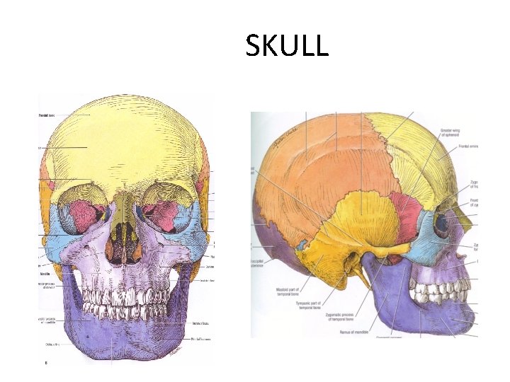 SKULL 