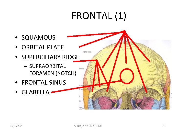 FRONTAL (1) • SQUAMOUS • ORBITAL PLATE • SUPERCILIARY RIDGE – SUPRAORBITAL FORAMEN (NOTCH)