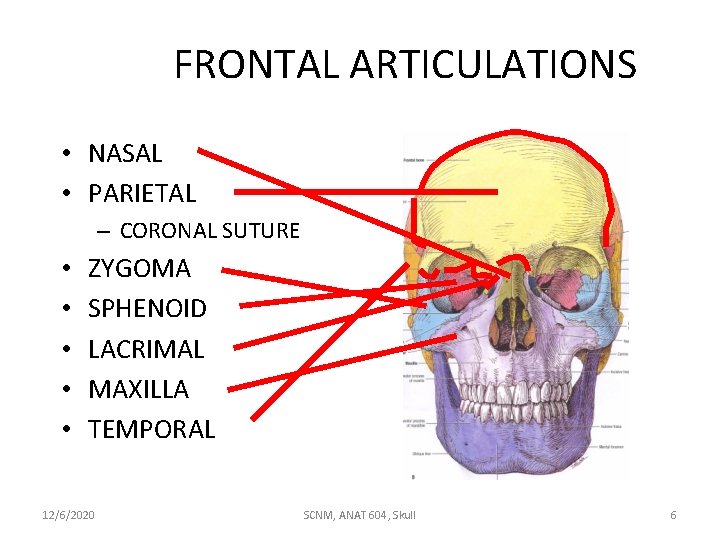 FRONTAL ARTICULATIONS • NASAL • PARIETAL – CORONAL SUTURE • • • ZYGOMA SPHENOID