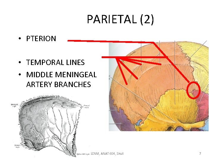 PARIETAL (2) • PTERION • TEMPORAL LINES • MIDDLE MENINGEAL ARTERY BRANCHES 12/6/2020 SCNM,