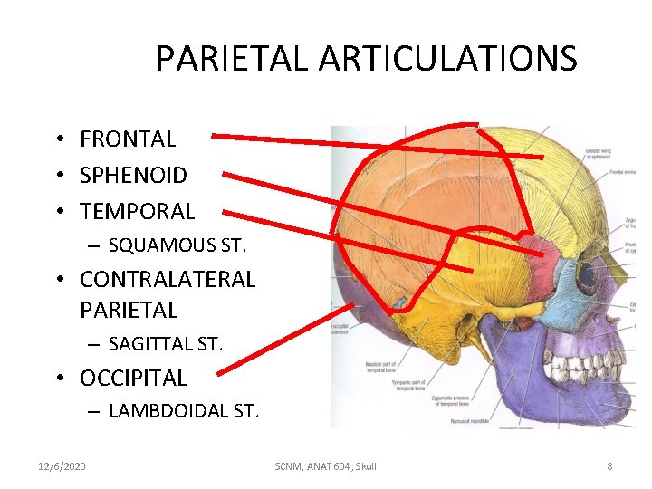 PARIETAL ARTICULATIONS • FRONTAL • SPHENOID • TEMPORAL – SQUAMOUS ST. • CONTRALATERAL PARIETAL