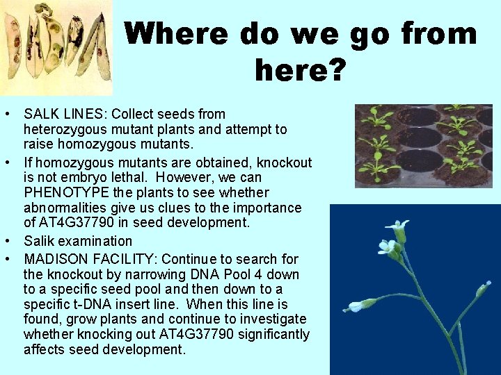 Where do we go from here? • SALK LINES: Collect seeds from heterozygous mutant