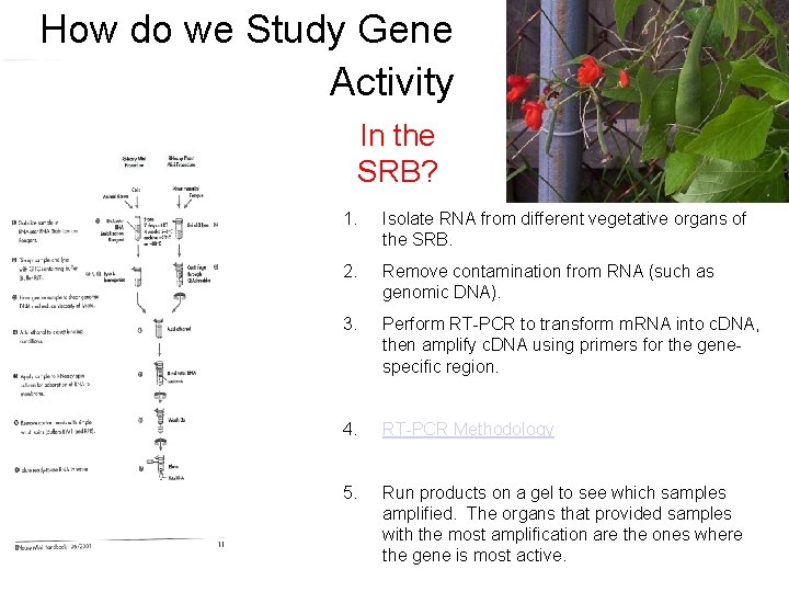 How do we Study Gene Activity • In the SRB? 1. Isolate RNA from