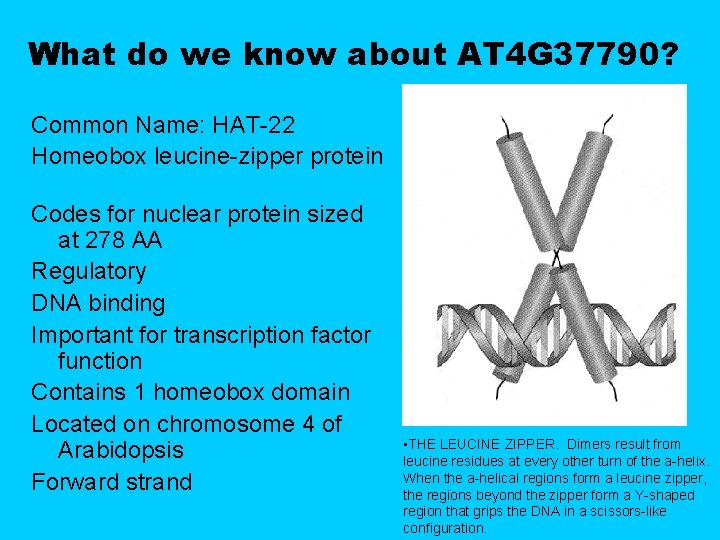 What do we know about AT 4 G 37790? Common Name: HAT-22 Homeobox leucine-zipper