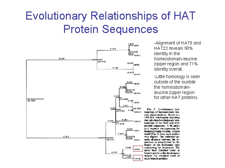 Evolutionary Relationships of HAT Protein Sequences -Alignment of HAT 9 and HAT 22 reveals