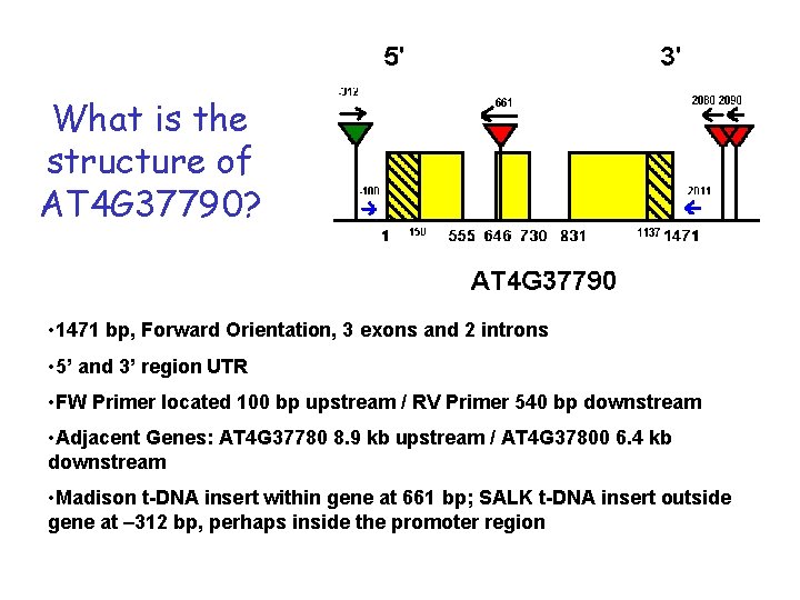 What is the structure of AT 4 G 37790? • 1471 bp, Forward Orientation,