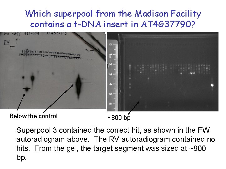 Which superpool from the Madison Facility contains a t-DNA insert in AT 4 G