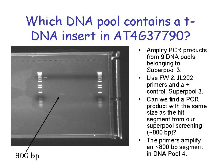 Which DNA pool contains a t. DNA insert in AT 4 G 37790? 800