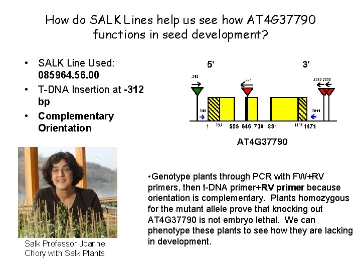 How do SALK Lines help us see how AT 4 G 37790 functions in